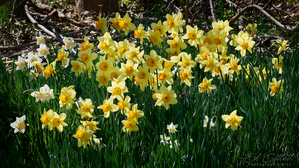 Early Spring Daffodils